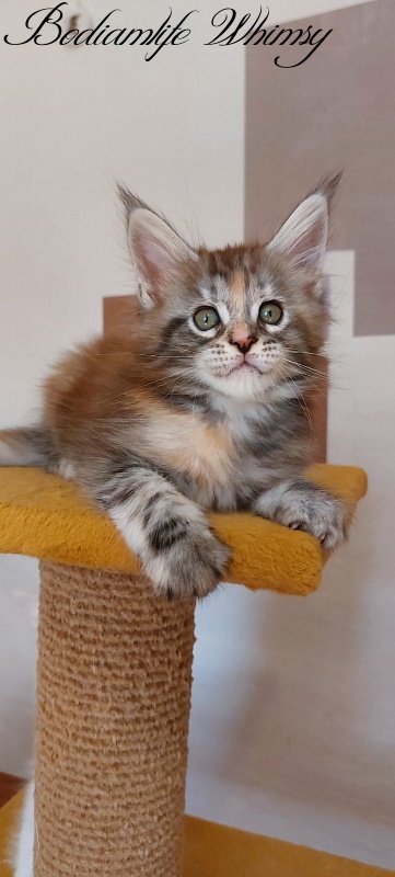Bodiamlife Whimsy - Котенок мейн-кун 2 месяца