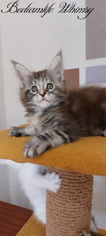 Bodiamlife Whimsy - Котенок мейн-кун 2 месяца
