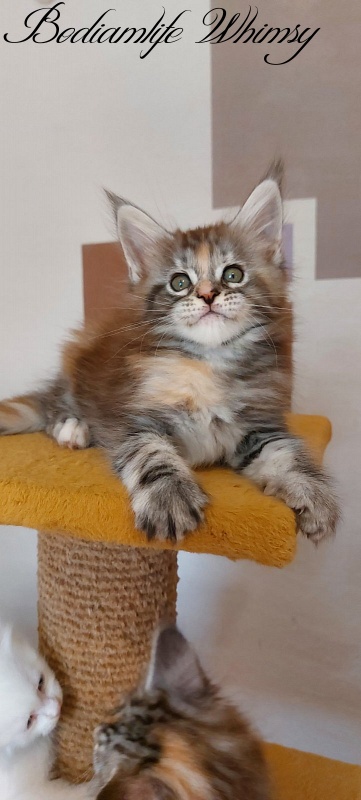Bodiamlife Whimsy - Котенок мейн-кун 2 месяца