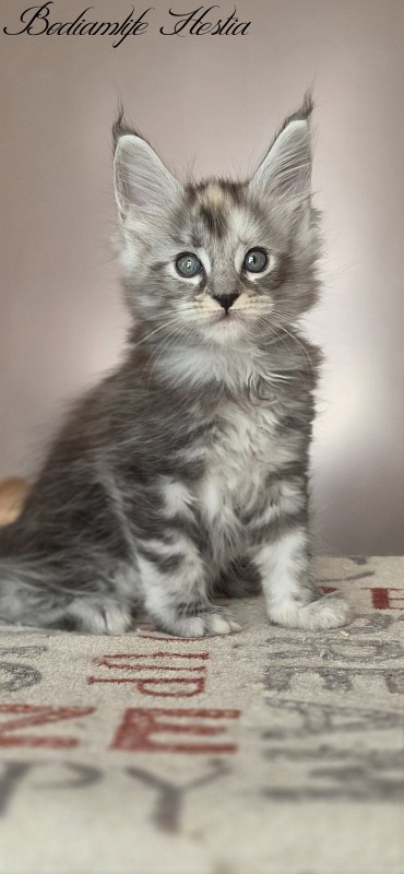 Bodiamlife Hestia - Kitten maine-coon 1 month 4 weeks