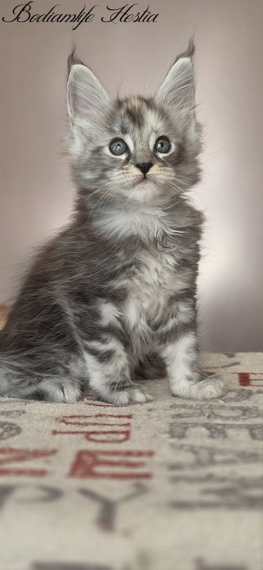 Bodiamlife Hestia - Kitten maine-coon 1 month 4 weeks