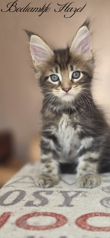 Bodiamlife Hazel - Kitten maine-coon 1 month 4 weeks