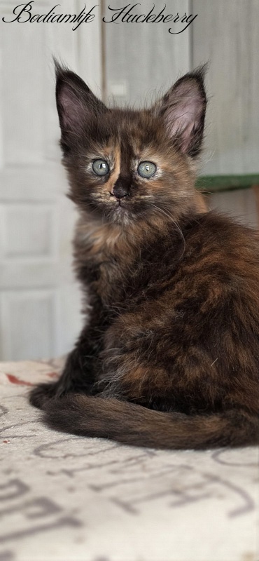 Bodiamlife Hucleberry - Kitten maine-coon 1 month 4 weeks