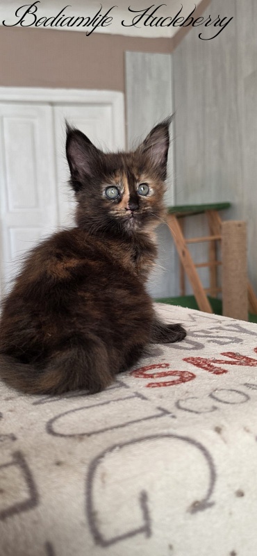 Bodiamlife Hucleberry - Kitten maine-coon 1 month 4 weeks