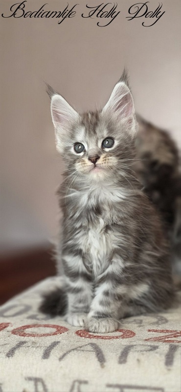 Bodiamlife Holly Dolly - Kitten maine-coon 1 month 4 weeks