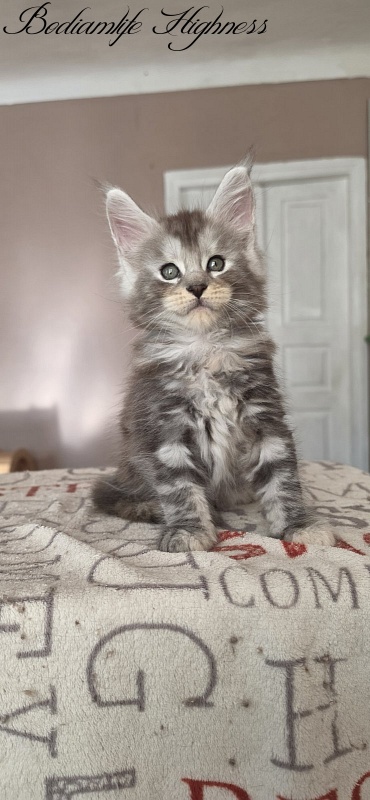 Bodiamlife Highness - Kitten maine-coon 1 month 4 weeks