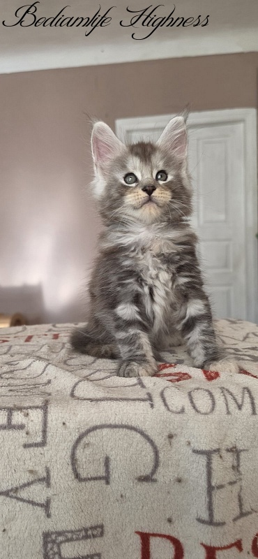 Bodiamlife Highness - Kitten maine-coon 1 month 4 weeks
