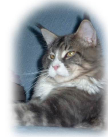 Langstteich's CC'Jucon - maine-coon
