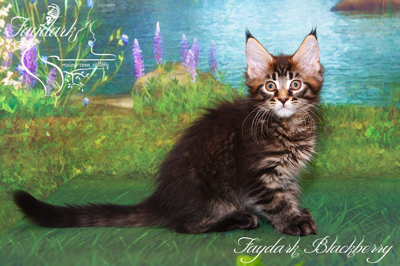 Faydark Blackberry - Kitten maine-coon 2.5 months