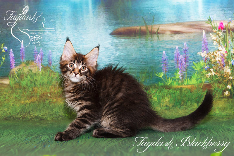 Faydark Blackberry - Kitten maine-coon 2.5 months