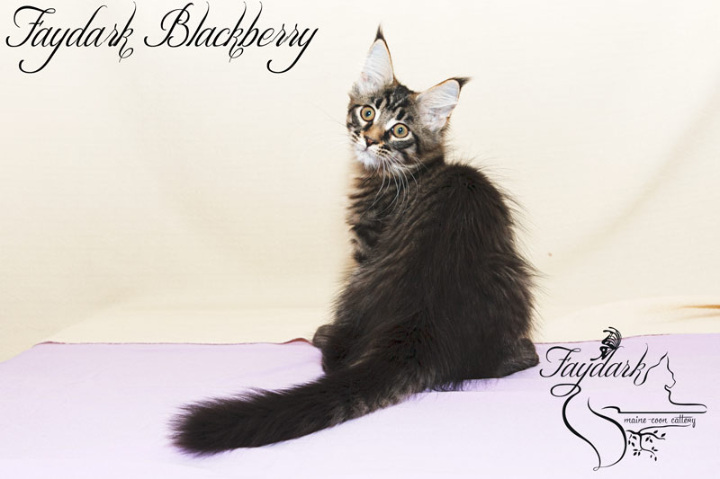 Faydark Blackberry - Kitten maine-coon 3.5 months