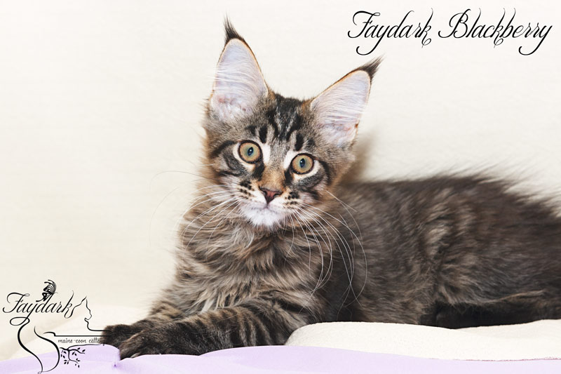 Faydark Blackberry - Kitten maine-coon 3.5 months