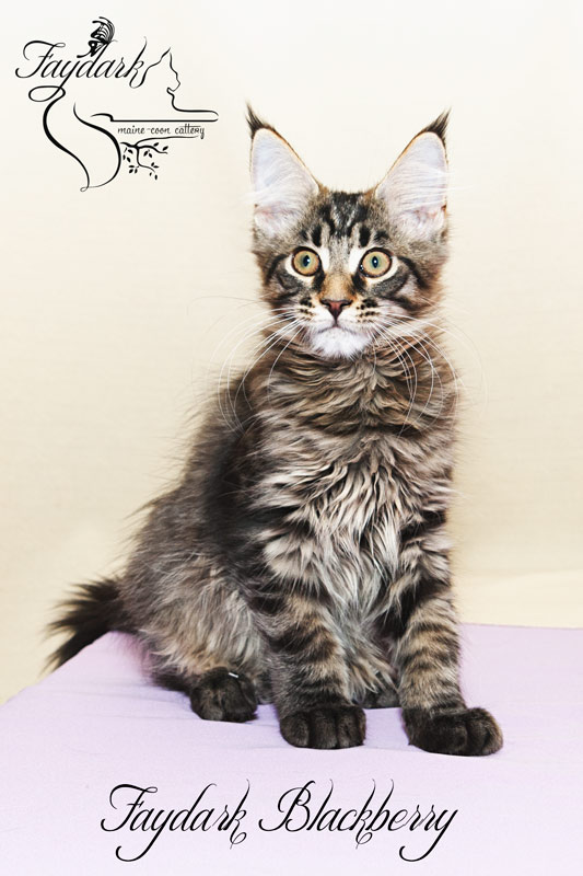 Faydark Blackberry - Kitten maine-coon 3.5 months
