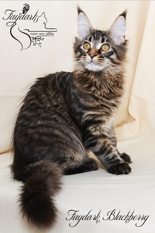 Faydark Blackberry - Kitten maine-coon 4 months