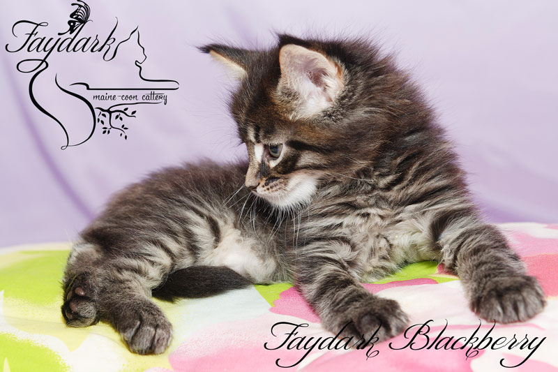 Faydark Blackberry - Kitten maine-coon 1 month 2 weeks