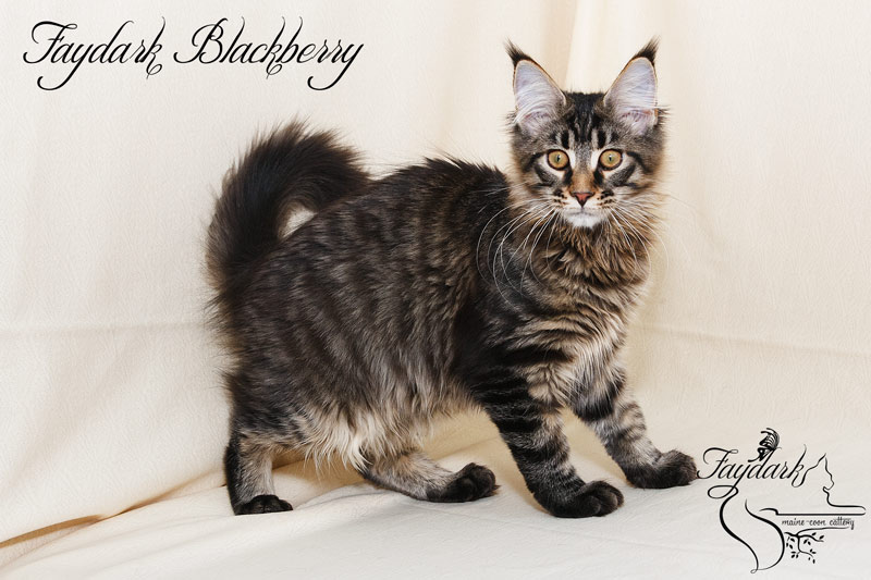 Faydark Blackberry - Kitten maine-coon 4 months