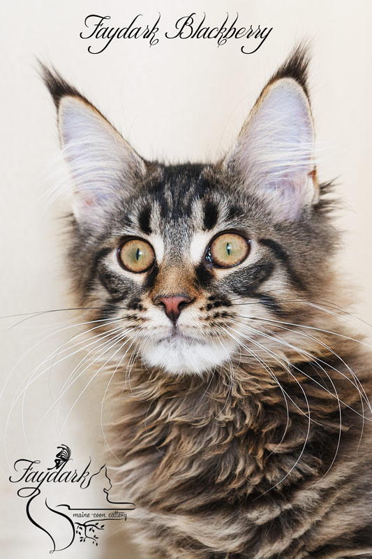 Faydark Blackberry - Kitten maine-coon 4 months