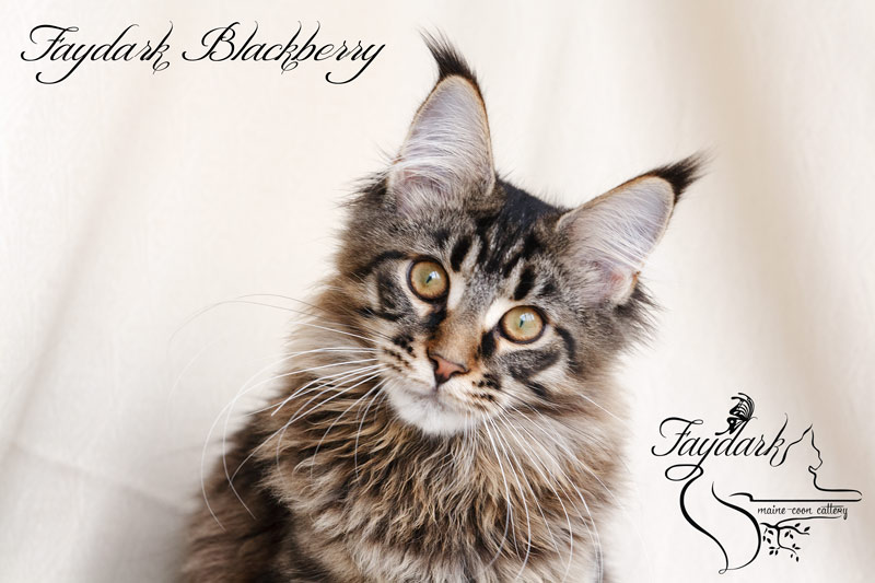 Faydark Blackberry - Kitten maine-coon 5 months