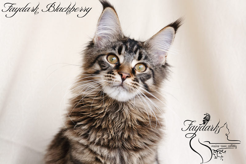 Faydark Blackberry - Kitten maine-coon 5 months