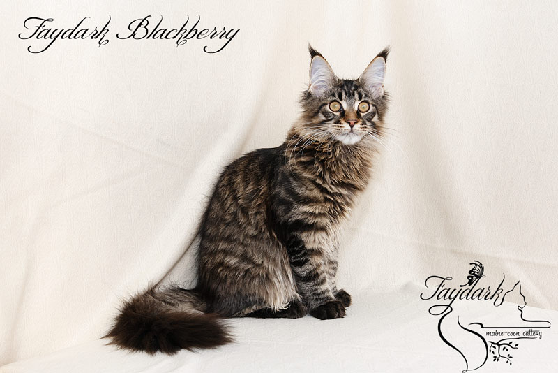 Faydark Blackberry - Kitten maine-coon 5 months