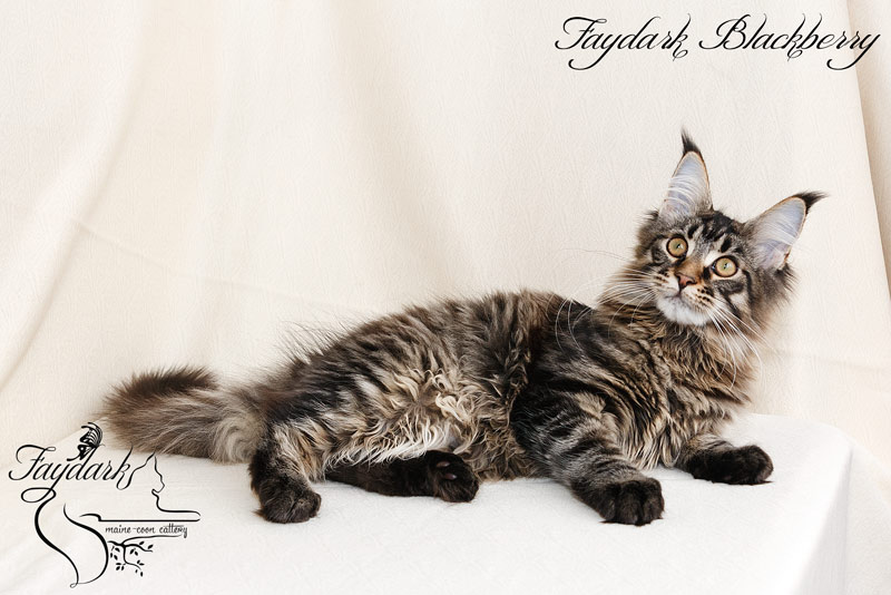 Faydark Blackberry - Kitten maine-coon 5 months