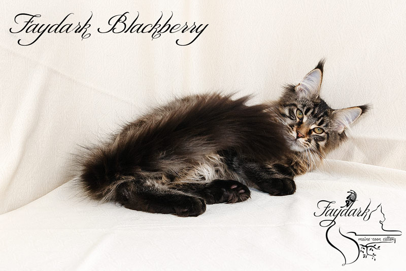 Faydark Blackberry - Kitten maine-coon 5 months