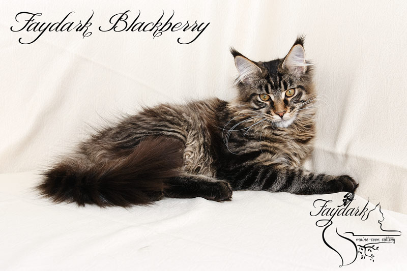 Faydark Blackberry - Kitten maine-coon 5 months