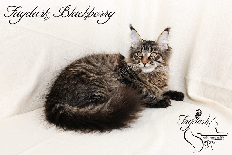 Faydark Blackberry - Kitten maine-coon 5 months