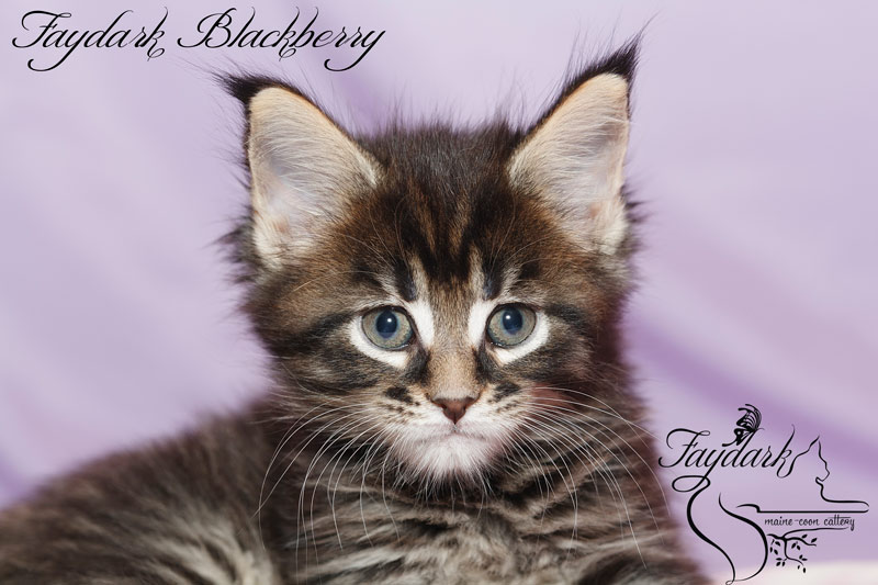 Faydark Blackberry - Kitten maine-coon 1 month 2 weeks
