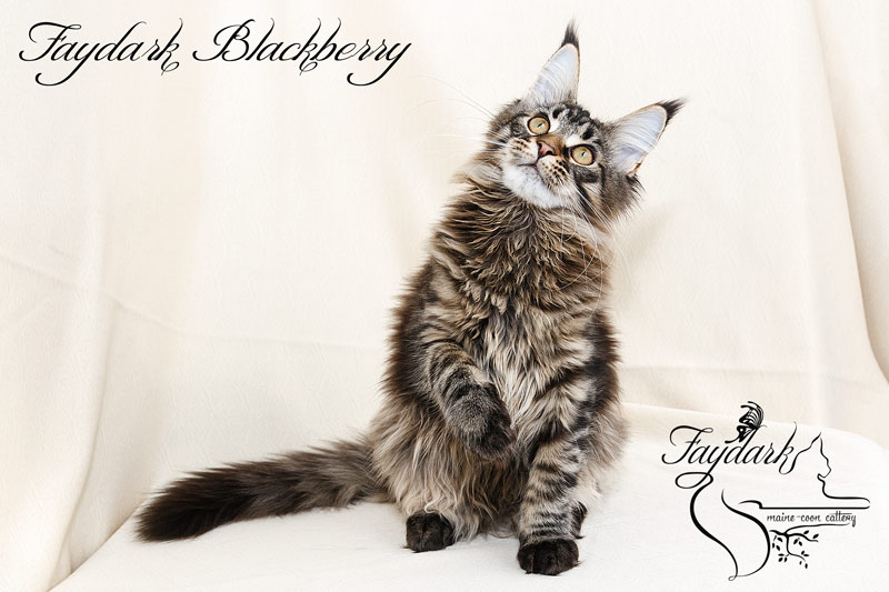 Faydark Blackberry - Kitten maine-coon 5 months