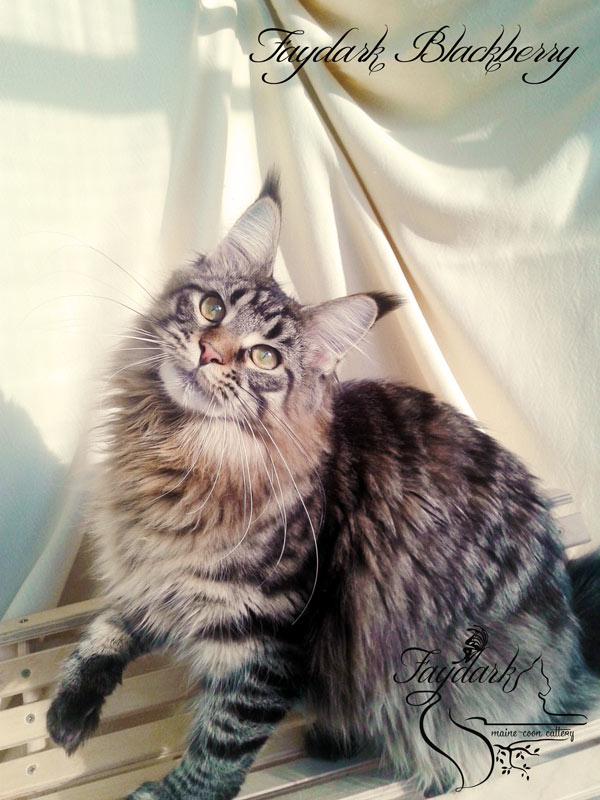 Faydark Blackberry - Junior maine-coon 8 months