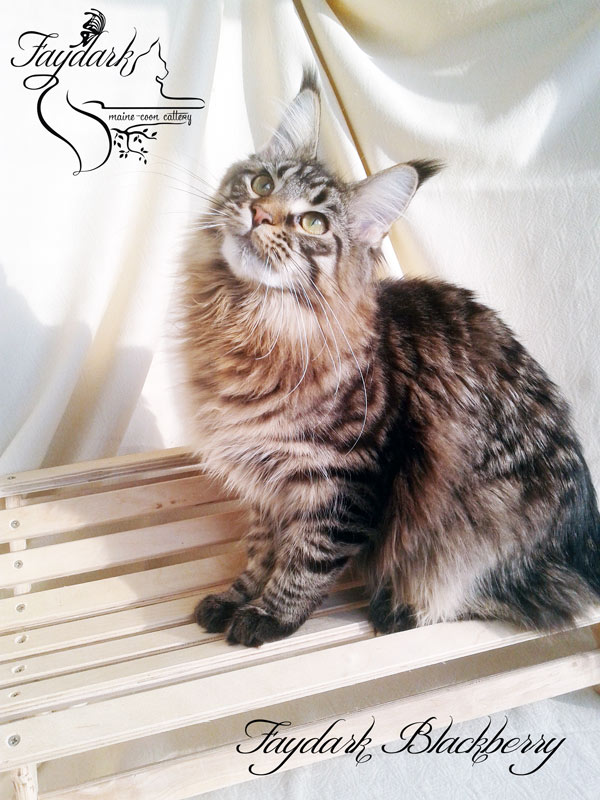 Faydark Blackberry - Junior maine-coon 8 months