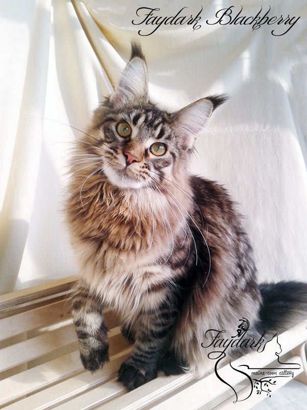 Faydark Blackberry - Junior maine-coon 8 months