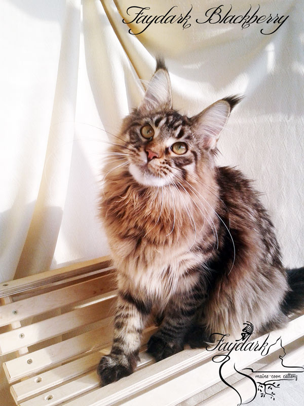 Faydark Blackberry - Junior maine-coon 8 months