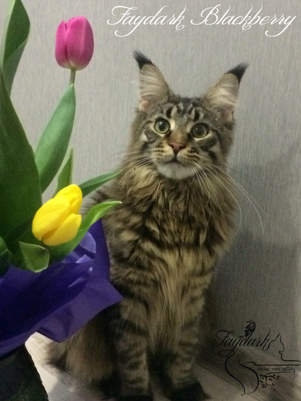 Faydark Blackberry - Adult maine-coon 10 months
