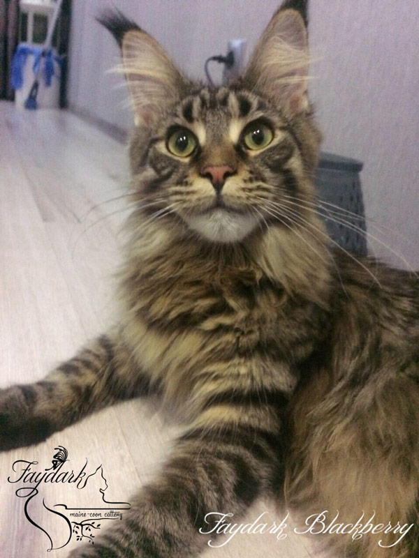 Faydark Blackberry - Adult maine-coon 10 months
