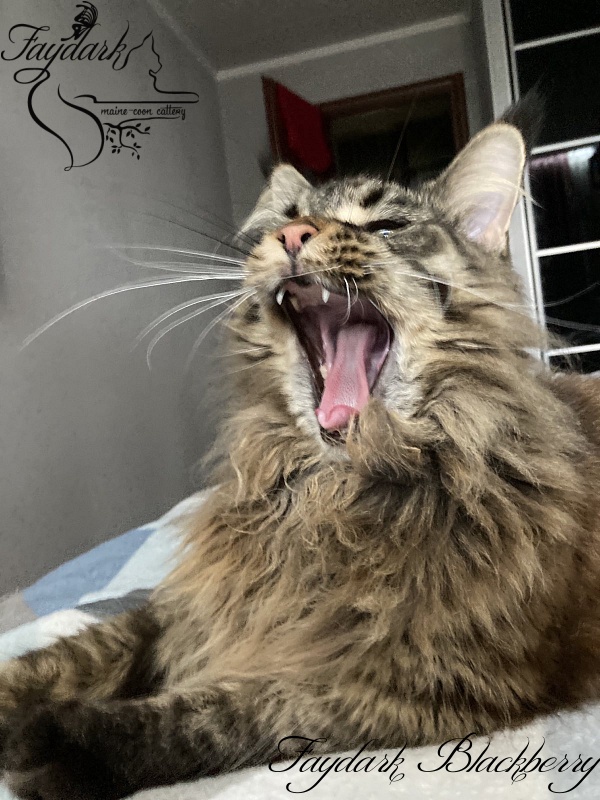 Faydark Blackberry - Adult maine-coon 3 years 4 months 2.5 weeks