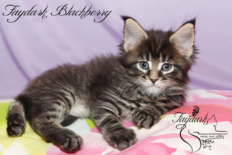 Faydark Blackberry - Kitten maine-coon 1 month 2 weeks