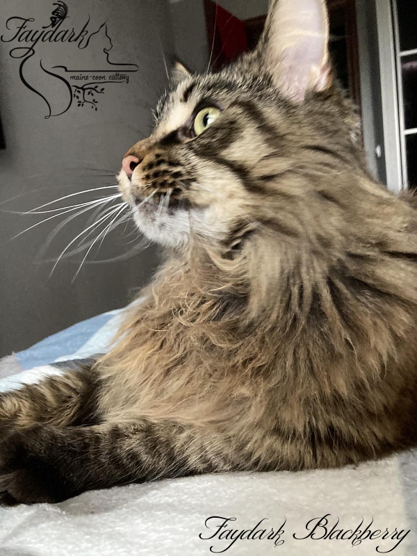 Faydark Blackberry - Adult maine-coon 3 years 4 months 2.5 weeks