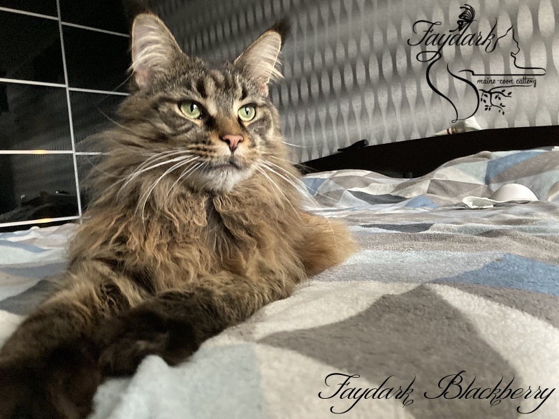 Faydark Blackberry - Adult maine-coon 3 years 4 months 2.5 weeks