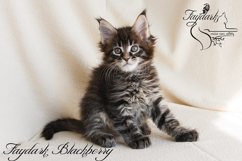 Faydark Blackberry - Kitten maine-coon 2 months