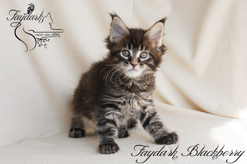 Faydark Blackberry - Kitten maine-coon 2 months
