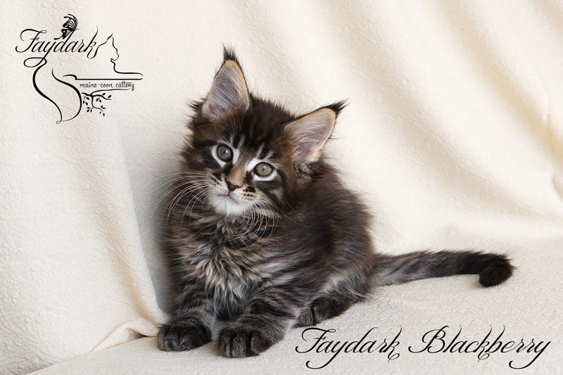Faydark Blackberry - Kitten maine-coon 2 months