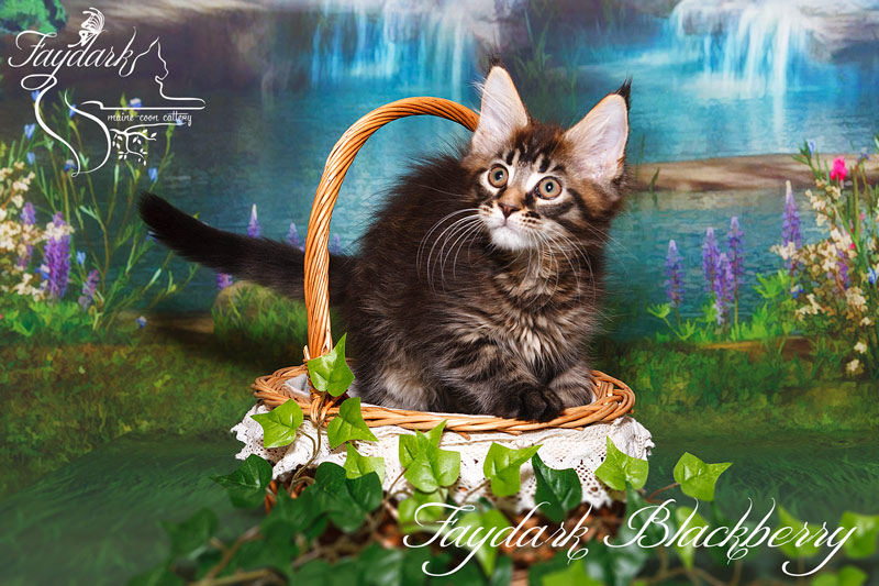 Faydark Blackberry - Kitten maine-coon 2.5 months