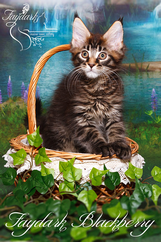 Faydark Blackberry - Kitten maine-coon 2.5 months