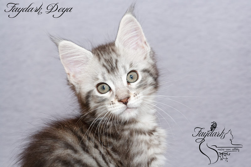 Faydark Deya - Котенок мейн-кун 2 месяца