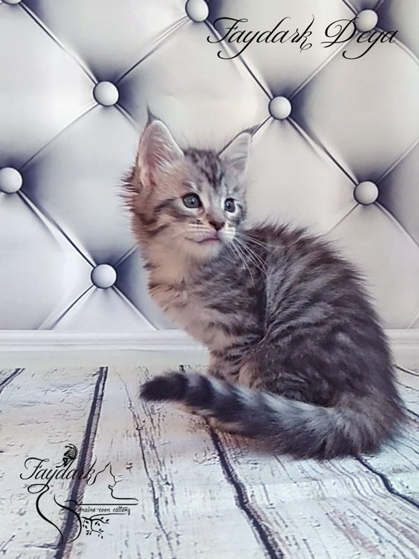 Faydark Deya - Котенок мейн-кун 1 месяц 2 недели