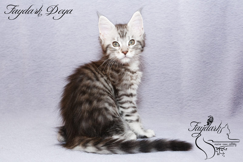 Faydark Deya - Котенок мейн-кун 2 месяца