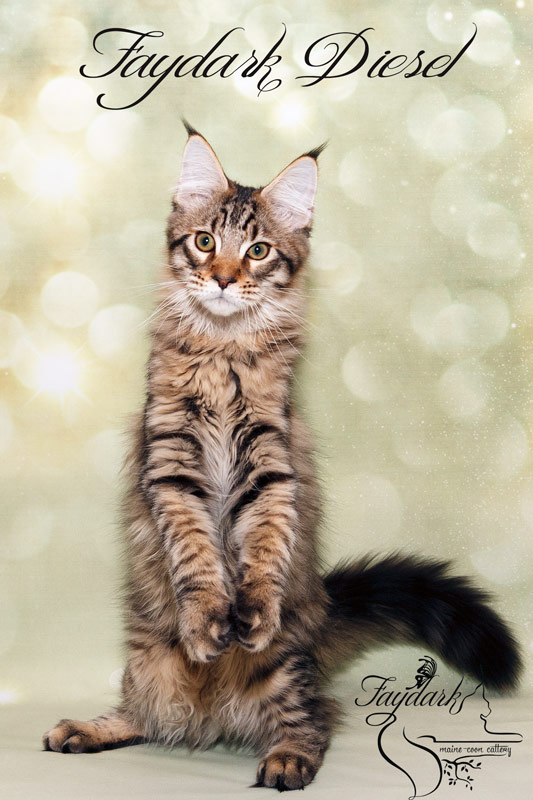 Faydark Diesel - Kitten maine-coon 4 months
