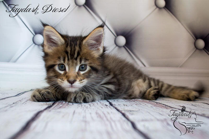 Faydark Diesel - Kitten maine-coon 1 month 2 weeks